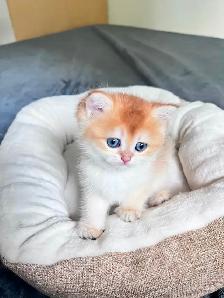British Shorthair Boys /Black&Blue Golden Chinchilla/ TICA - Photo 7