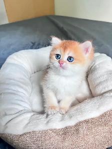 British Shorthair Boys /Black&Blue Golden Chinchilla/ TICA - Photo 8
