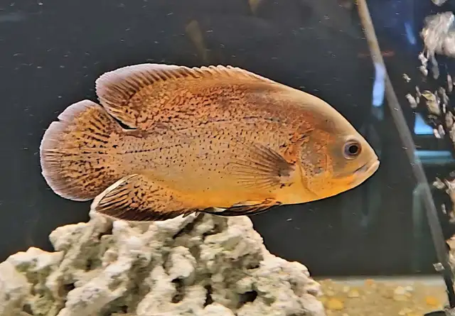 red/copper oscar cichlids 6'
