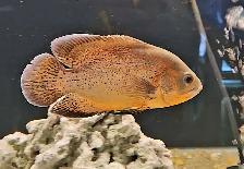 red/copper oscar cichlids 6'