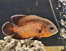red/copper oscar cichlids 6' - Photo 2