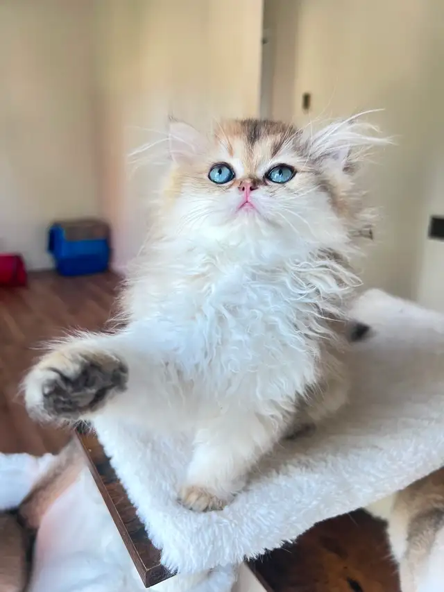 British Shorthair & Longhair Kittens/ Black Golden Shaded /TICA