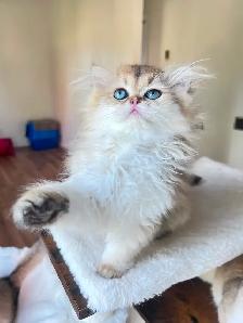 British Shorthair & Longhair Kittens/ Black Golden Shaded /TICA