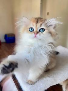 British Shorthair & Longhair Kittens/ Black Golden Shaded /TICA - Photo 2