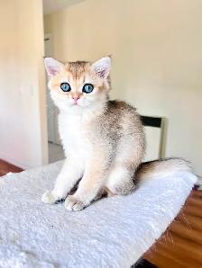 British Shorthair & Longhair Kittens/ Black Golden Shaded /TICA - Photo 4