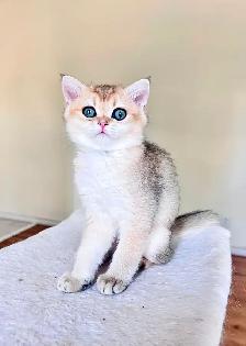 British Shorthair & Longhair Kittens/ Black Golden Shaded /TICA - Photo 5