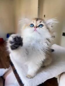 British Shorthair & Longhair Kittens/ Black Golden Shaded /TICA - Photo 7