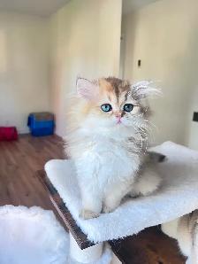 British Shorthair & Longhair Kittens/ Black Golden Shaded /TICA - Photo 8
