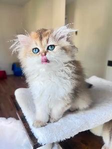 British Shorthair & Longhair Kittens/ Black Golden Shaded /TICA - Photo 9