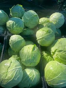 Beautiful organic cabbage