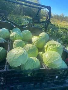 Beautiful organic cabbage - Photo 2