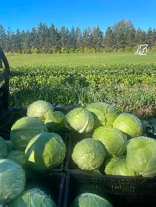 Beautiful organic cabbage - Photo 3