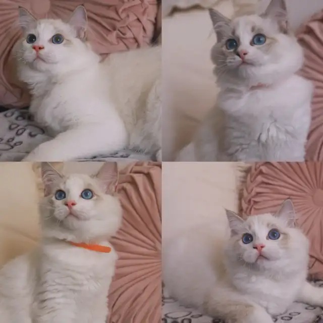 Ragdoll kittens looking for new home