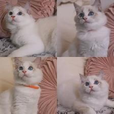 Ragdoll kittens looking for new home