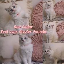 Ragdoll kittens looking for new home - Photo 3