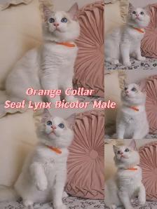 Ragdoll kittens looking for new home - Photo 5