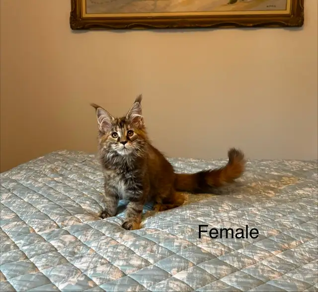 MAINE COON KITTENS AND ADULT, PUREBRED
