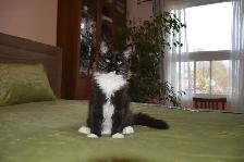 MAINE COON KITTENS AND ADULT, PUREBRED - Photo 3