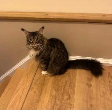 MAINE COON KITTENS AND ADULT, PUREBRED - Photo 5