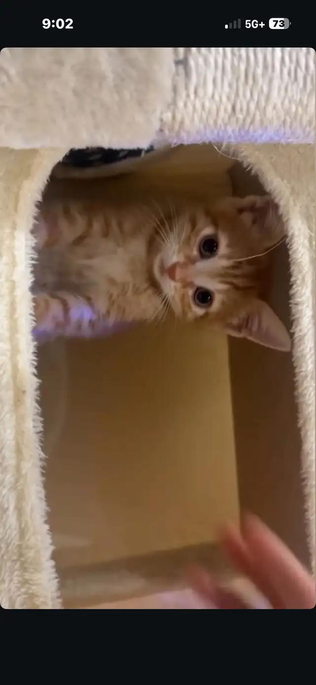 Giving away adorable Cat