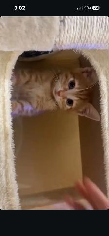 Giving away adorable Cat