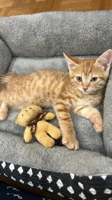 Giving away adorable Cat - Photo 2