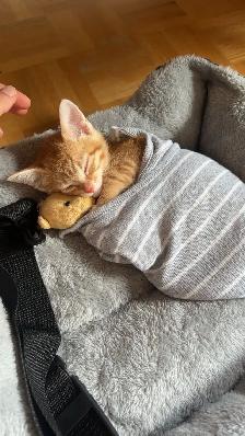 Giving away adorable Cat - Photo 3