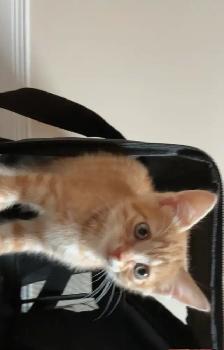 Giving away adorable Cat - Photo 4