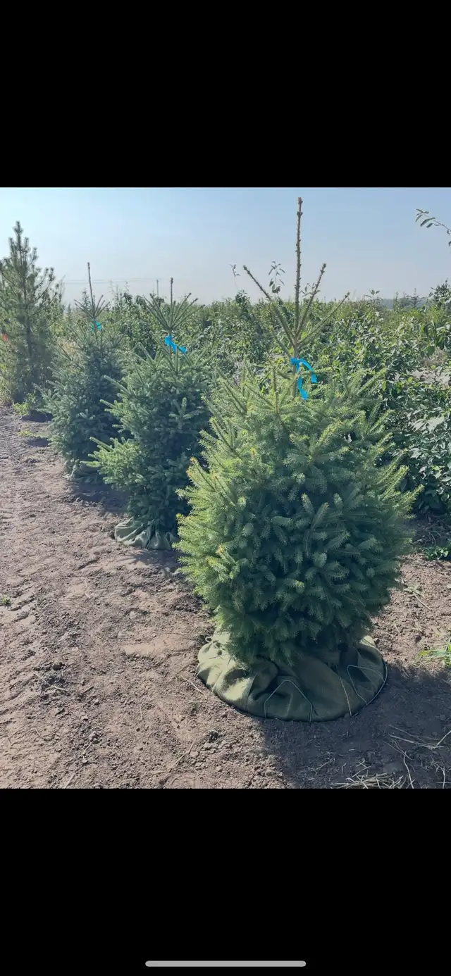 spruce trees in 32" baskets for sale