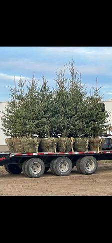 spruce trees in 32" baskets for sale - Photo 2
