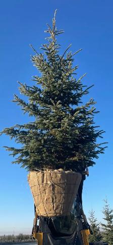 spruce trees in 32" baskets for sale - Photo 3