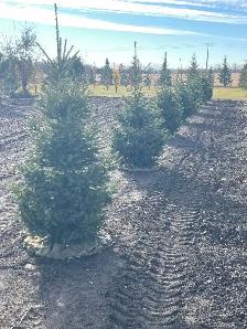 spruce trees in 32" baskets for sale - Photo 4