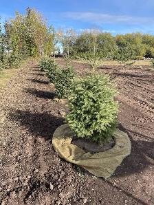 spruce trees in 32" baskets for sale - Photo 5