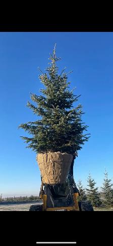 spruce trees in 32" baskets for sale - Photo 6