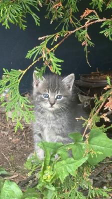4 Adorable Kittens for Loving Homes! (Born July 21)