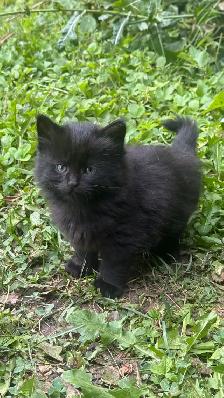 4 Adorable Kittens for Loving Homes! (Born July 21) - Photo 2