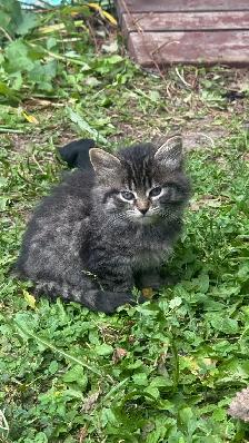 4 Adorable Kittens for Loving Homes! (Born July 21) - Photo 3