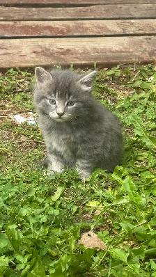 4 Adorable Kittens for Loving Homes! (Born July 21) - Photo 4