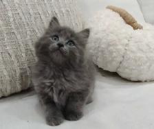Chaton sibérien hypoallergénique