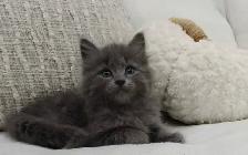 Chaton sibérien hypoallergénique - Photo 2