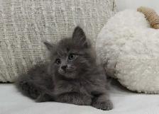Chaton sibérien hypoallergénique - Photo 3