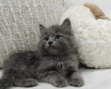 Chaton sibérien hypoallergénique - Photo 4