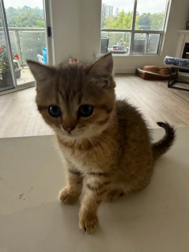 BRITISH SHORTHAIR MALE