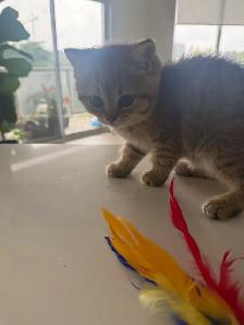 BRITISH SHORTHAIR MALE - Photo 2