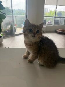 BRITISH SHORTHAIR MALE - Photo 3