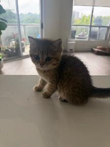 BRITISH SHORTHAIR MALE - Photo 4