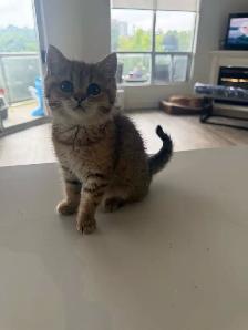 BRITISH SHORTHAIR MALE - Photo 5