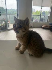 BRITISH SHORTHAIR MALE - Photo 6