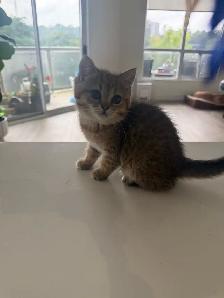 BRITISH SHORTHAIR MALE - Photo 7