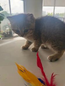 BRITISH SHORTHAIR MALE - Photo 8